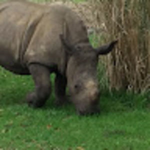 Meet your Posher, Yobndog